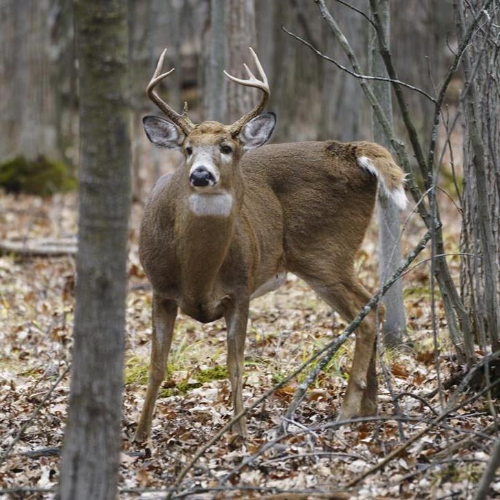 Wildlife unseen casualty as forests burn in worst wildfire season of the century